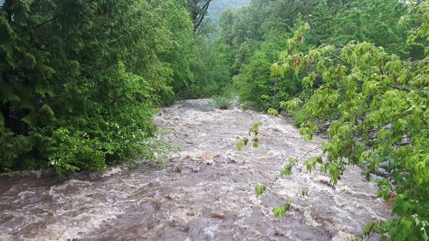 A creek running high and brown through the forest
