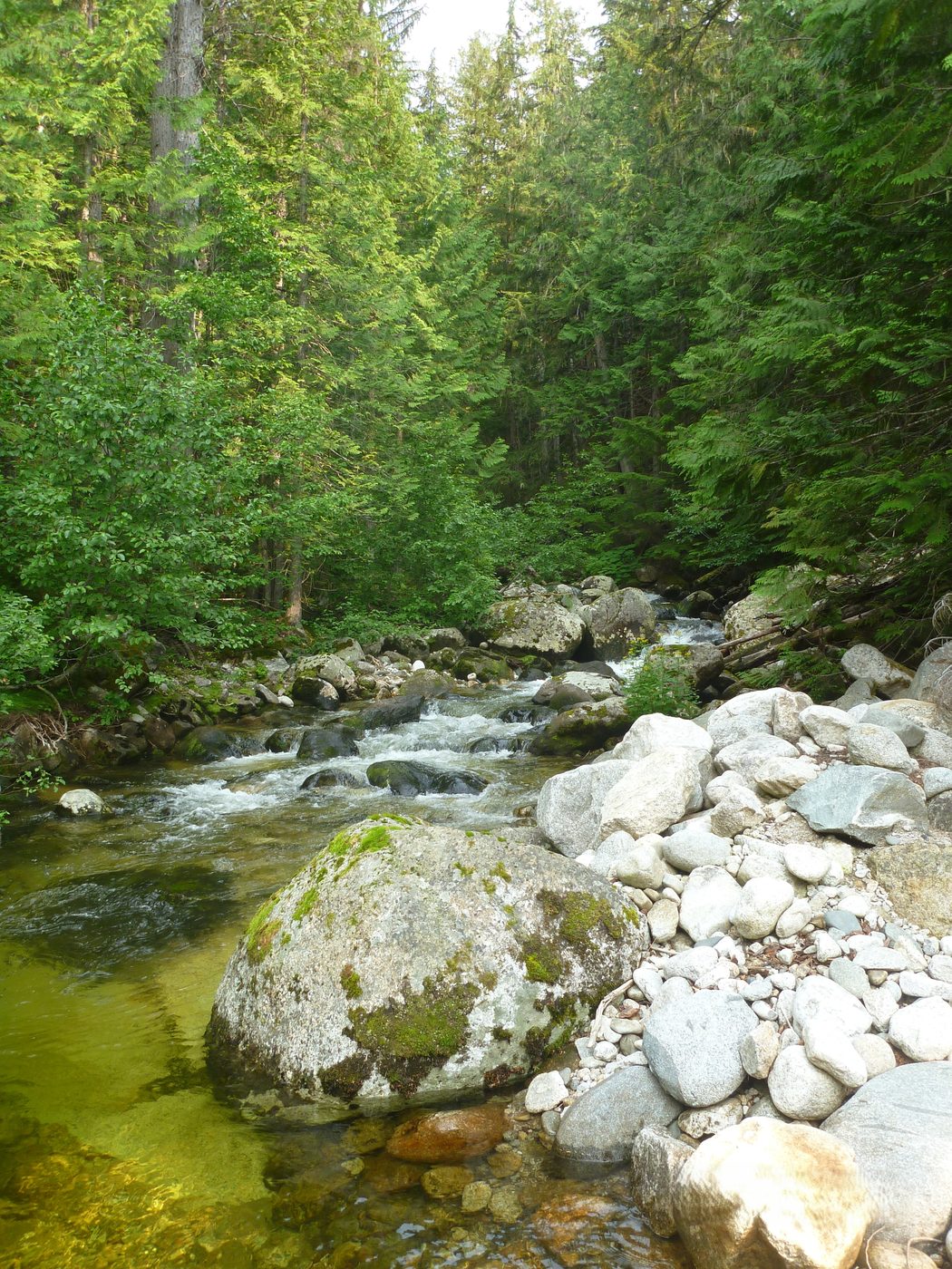 A clear creek running over boulders through cedar forest